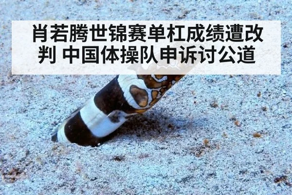 肖若腾世锦赛单杠成绩遭改判 中国体操队申诉讨公道